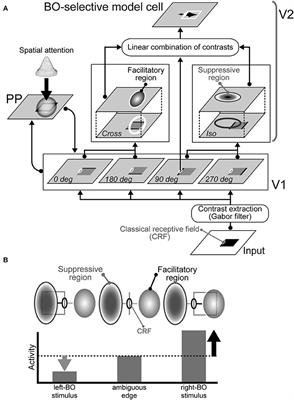 Modeling the Time-Course of Responses for the Border Ownership Selectivity Based on the Integration of Feedforward Signals and Visual Cortical Interactions
